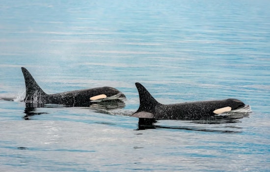 Rare Orca Pod Crashes San Diego Coast, Scripps Snaps The Shots