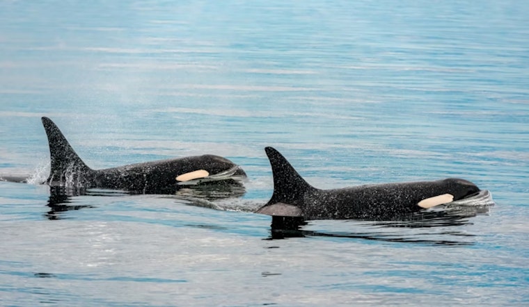 Rare Orca Pod Crashes San Diego Coast, Scripps Snaps The Shots