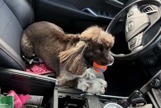 Rusty the Fremont K9 Sniffs Out Hidden Gun in Gas Station Bust