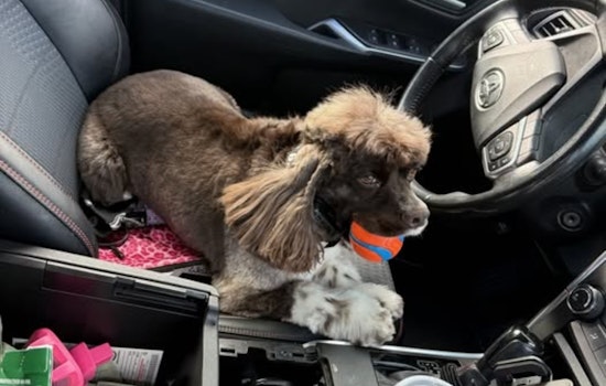 Rusty the Fremont K9 Sniffs Out Hidden Gun in Gas Station Bust