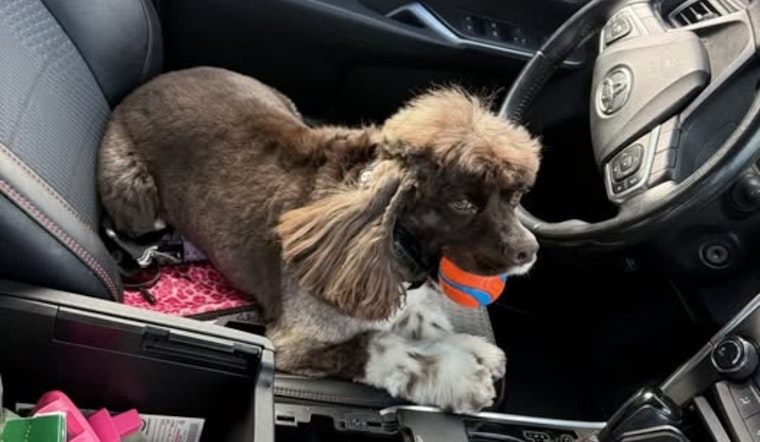 Rusty the Fremont K9 Sniffs Out Hidden Gun in Gas Station Bust