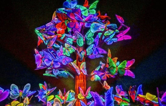 Saint Louis Zoo Welcomes Back Forest Park After Dark Animals Aglow