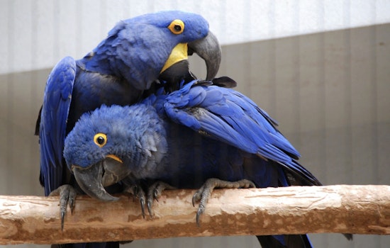 Saint Louis Zoo’s Historic Bird House to Close for $6.2 Million Renovation, Birds Relocated for Safety