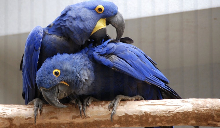 Saint Louis Zoo’s Historic Bird House to Close for $6.2 Million Renovation, Birds Relocated for Safety