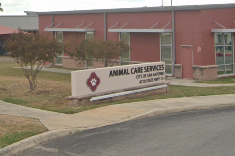 San Antonio Animal Care Services Seeks Foster Homes for Over 100 Dogs Ahead of Cold Snap