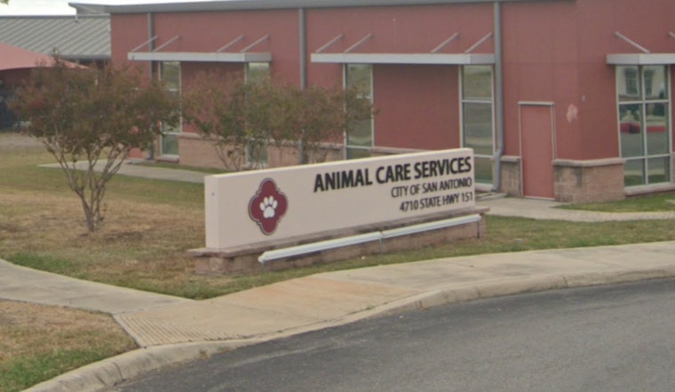 San Antonio Animal Care Services Seeks Foster Homes for Over 100 Dogs Ahead of Cold Snap
