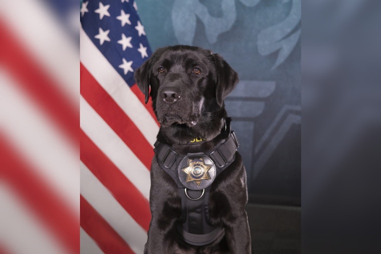 San Diego’s New Lab Phoebe Sniffs Out Child Predators’ Secret Stash
