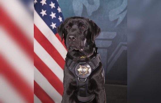 San Diego’s New Lab Phoebe Sniffs Out Child Predators’ Secret Stash