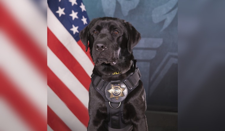 San Diego’s New Lab Phoebe Sniffs Out Child Predators’ Secret Stash