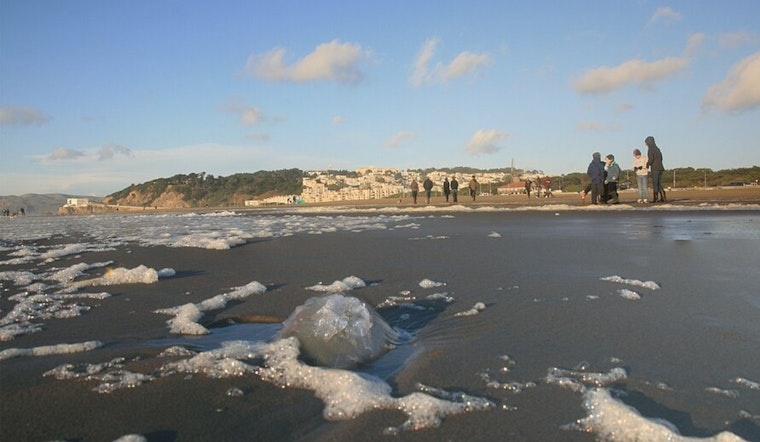 San Franciscans Brave the Chill for the New Year's Day Polar Plunge at Ocean Beach