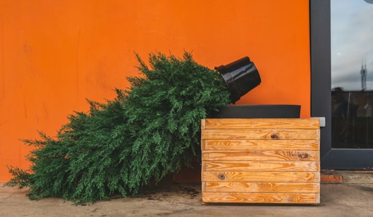 San Francisco Rings in New Year with 38th Annual Christmas Tree Recycling Program