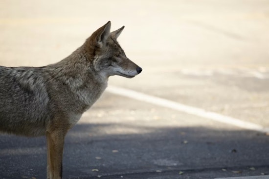 San Francisco Tourist Captures Coyote's Surprising Swim to Alcatraz Island