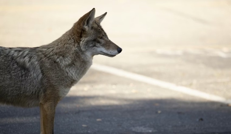 San Francisco Tourist Captures Coyote's Surprising Swim to Alcatraz Island