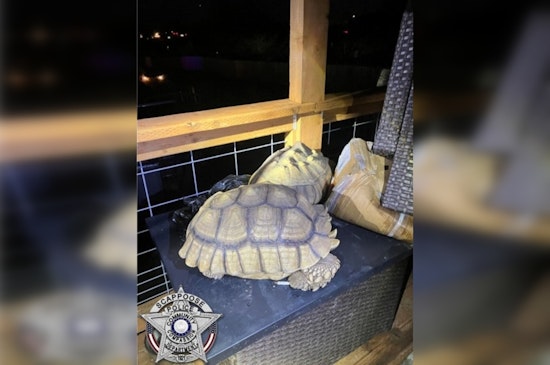 Scappoose New Year's Shooting Spree Leads Cops To Dead Tortoises