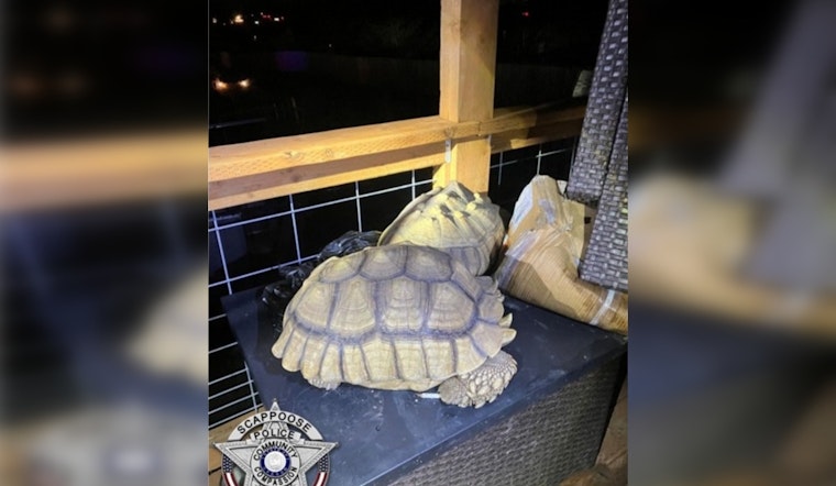 Scappoose New Year's Shooting Spree Leads Cops To Dead Tortoises