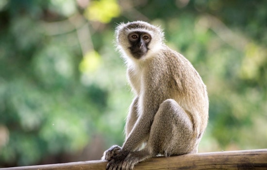 Search Underway for Vervet Monkeys Loose in North St. Louis as Public Advised to Stay Clear