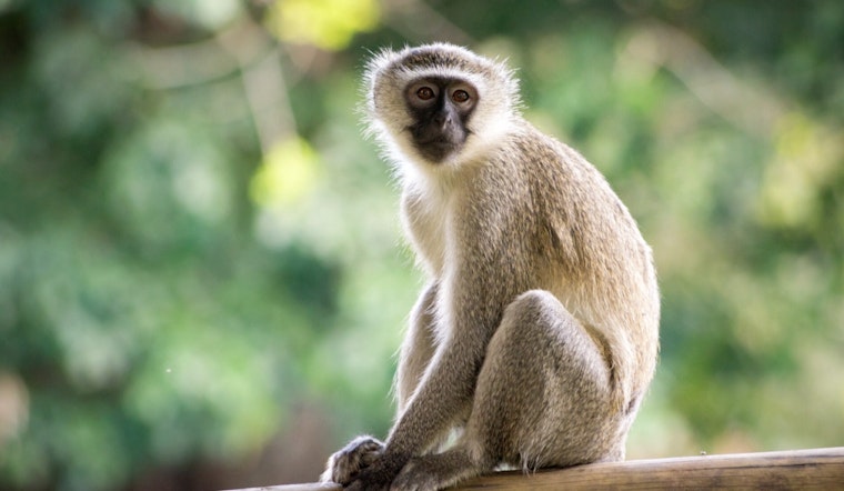 Search Underway for Vervet Monkeys Loose in North St. Louis as Public Advised to Stay Clear