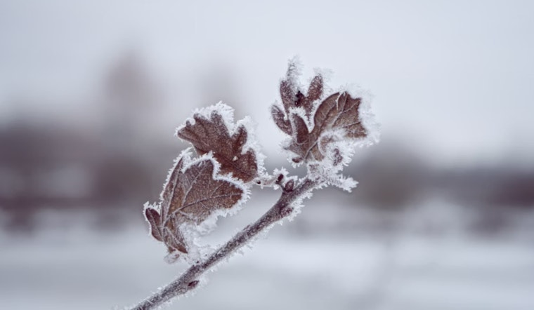 Seattle Braces for Bitter Cold as National Weather Service Issues Advisory