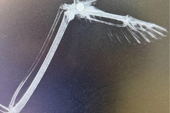 Shot Bald Eagle Pulled From Icy Shore At Northglenn’s Croke Reservoir