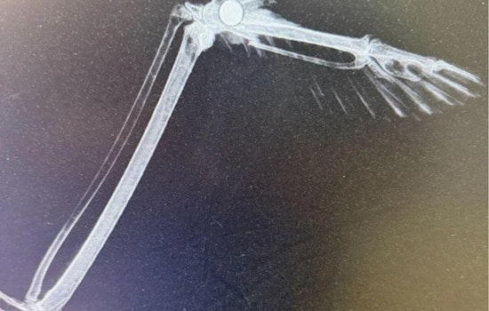 Shot Bald Eagle Pulled From Icy Shore At Northglenn’s Croke Reservoir