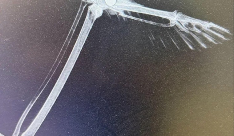 Shot Bald Eagle Pulled From Icy Shore At Northglenn’s Croke Reservoir