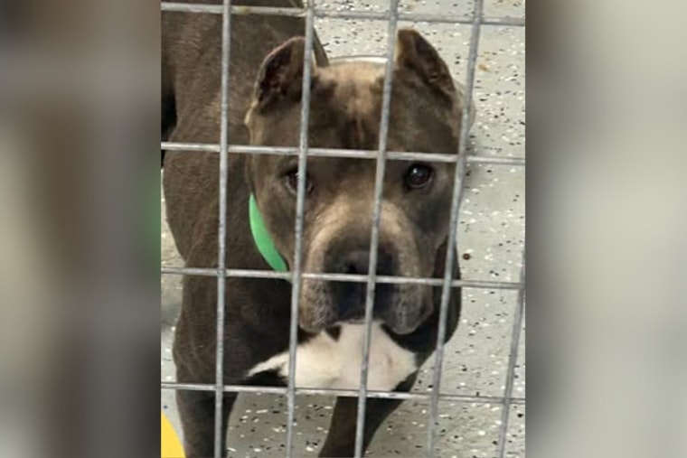 Socorro Community Rallies to Reunite Lost Dog with Family