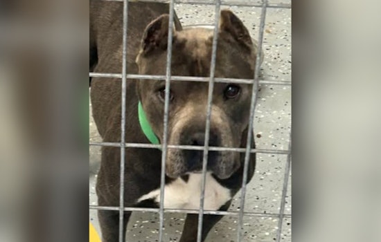 Socorro Community Rallies to Reunite Lost Dog with Family