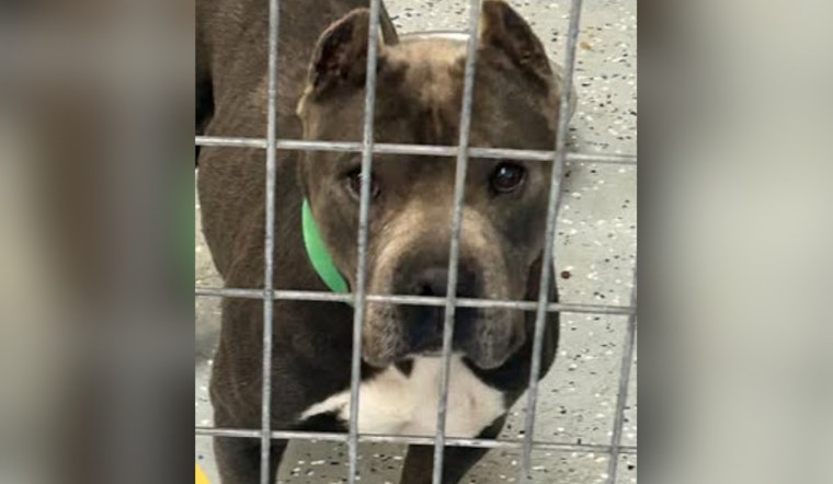 Socorro Community Rallies to Reunite Lost Dog with Family