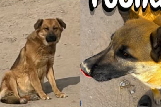Socorro Officials Search for Owners of Two Lost German Shepherd Mixes Found Near Flor Del Rio Street