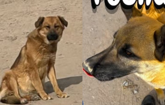 Socorro Officials Search for Owners of Two Lost German Shepherd Mixes Found Near Flor Del Rio Street