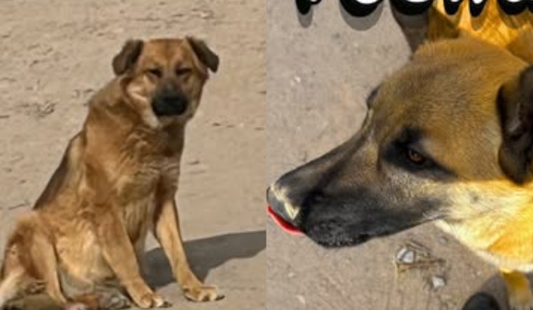 Socorro Officials Search for Owners of Two Lost German Shepherd Mixes Found Near Flor Del Rio Street