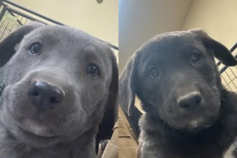 Socorro, Texas, Uses Social Media to Find Loving Homes for Shepherd Lab Mix Puppies