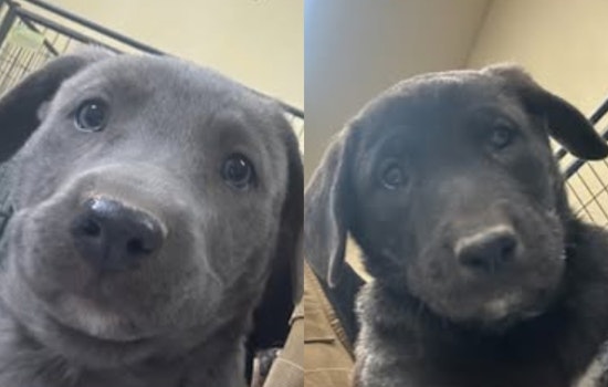 Socorro, Texas, Uses Social Media to Find Loving Homes for Shepherd Lab Mix Puppies