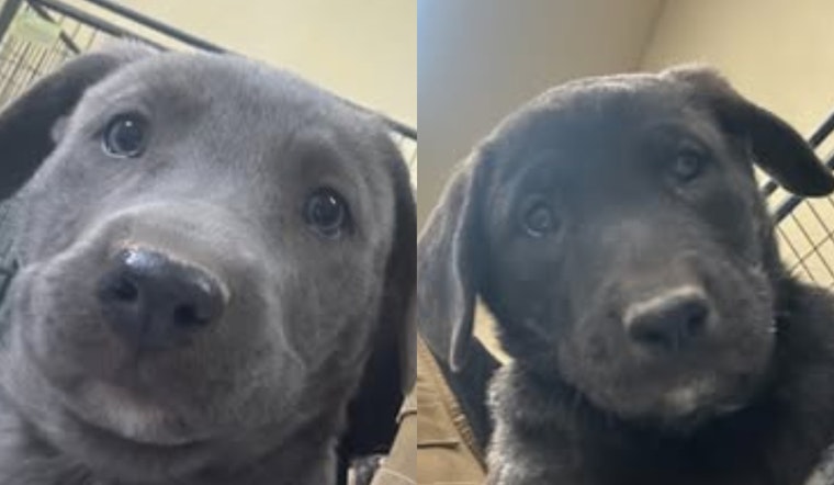 Socorro, Texas, Uses Social Media to Find Loving Homes for Shepherd Lab Mix Puppies
