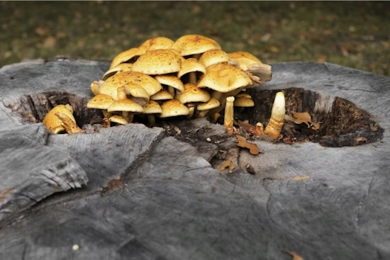 Sonoma County Health Official Warns Against Wild Mushrooms After Resident's Death