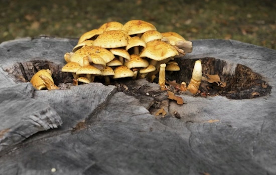 Sonoma County Health Official Warns Against Wild Mushrooms After Resident's Death
