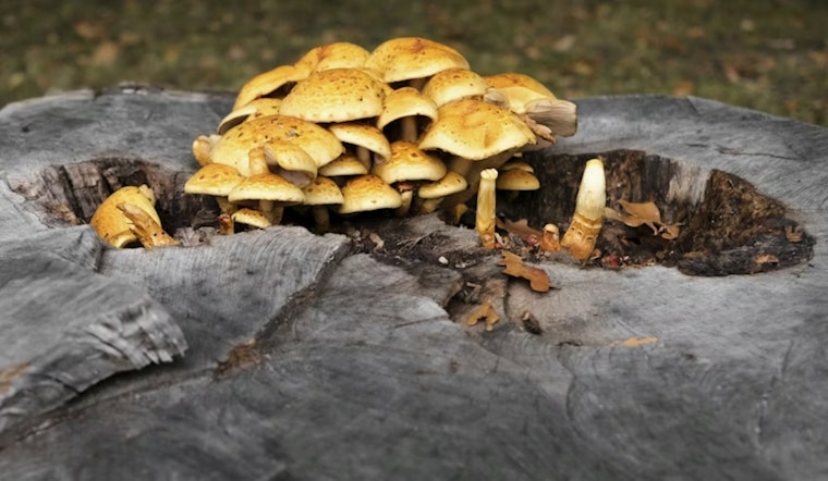 Sonoma County Health Official Warns Against Wild Mushrooms After Resident's Death