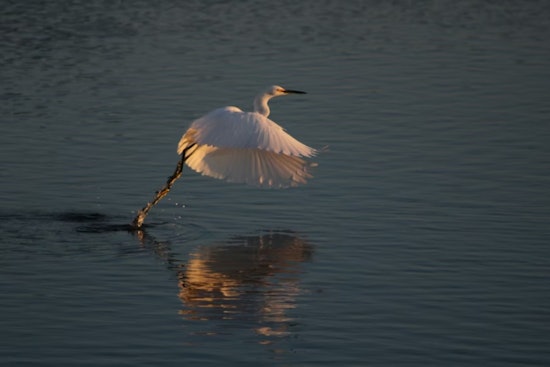 Squawk Attack: Fort Worth Braces For Another Egret Invasion
