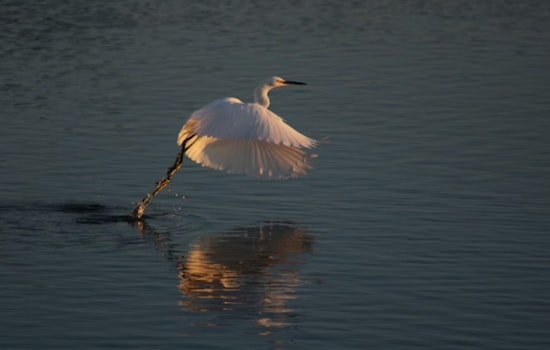 Squawk Attack: Fort Worth Braces For Another Egret Invasion