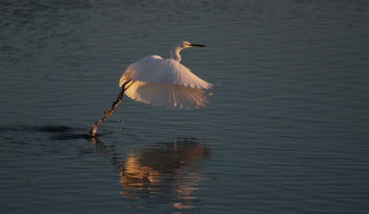 Squawk Attack: Fort Worth Braces For Another Egret Invasion