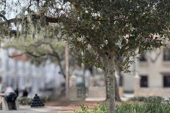 St. Augustine Invites Locals to Guess the Historical Significance of Mysterious Tree on Social Media