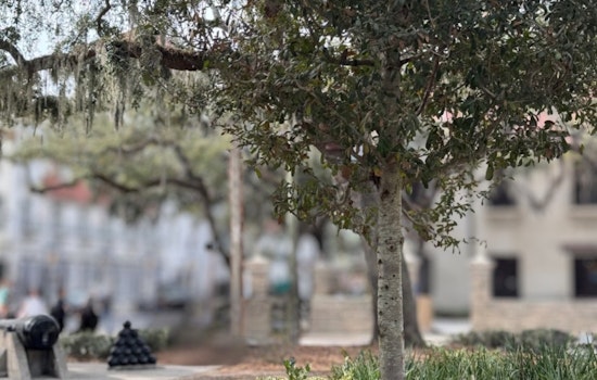 St. Augustine Invites Locals to Guess the Historical Significance of Mysterious Tree on Social Media