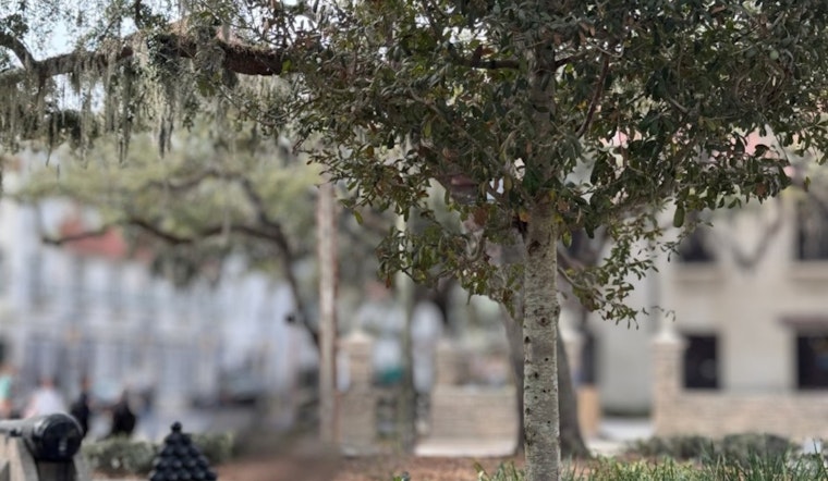 St. Augustine Invites Locals to Guess the Historical Significance of Mysterious Tree on Social Media