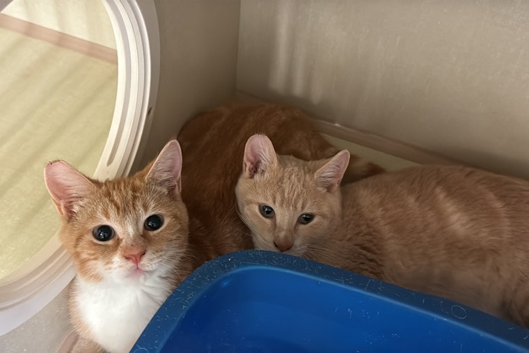 St. Bernard Parish Celebrates as Local Animal Shelter Achieves No-Kill Status in 2025