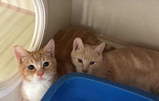 St. Bernard Parish Celebrates as Local Animal Shelter Achieves No-Kill Status in 2025