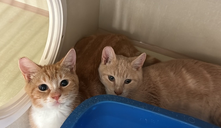 St. Bernard Parish Celebrates as Local Animal Shelter Achieves No-Kill Status in 2025