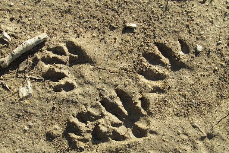 St. Johns County Invites Homeschoolers to Become Wildlife Detectives at Trail Trackers Event