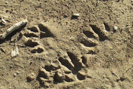 St. Johns County Invites Homeschoolers to Become Wildlife Detectives at Trail Trackers Event