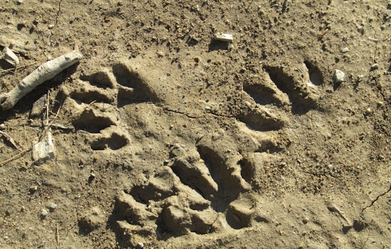 St. Johns County Invites Homeschoolers to Become Wildlife Detectives at Trail Trackers Event