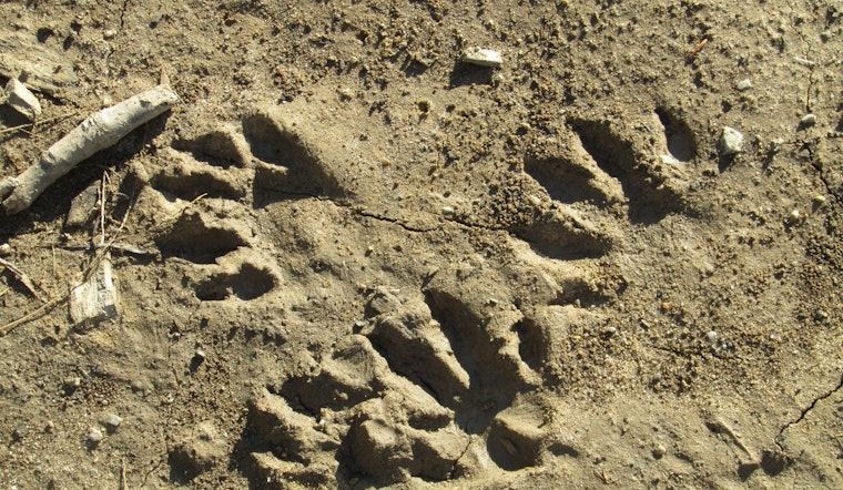 St. Johns County Invites Homeschoolers to Become Wildlife Detectives at Trail Trackers Event
